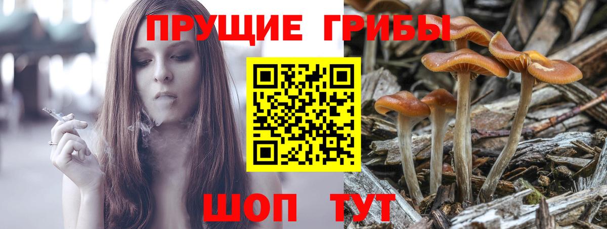 Каменка  Галлюциногенные грибы MAGIC MUSHROOMS  Вход с VPN 